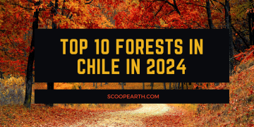 Top 10 Forests in Chile in 2024