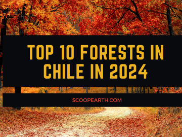 Top 10 Forests in Chile in 2024