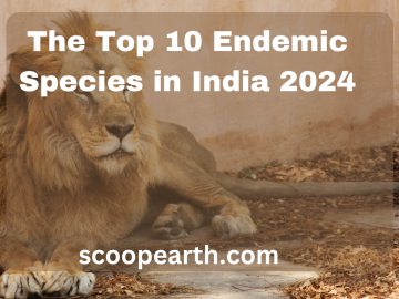 The Top 10 Endemic Species in India 2024