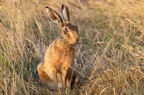 Brown hare © Jim Higham