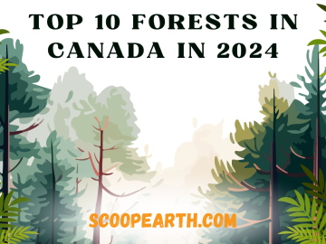 Top 10 Forests in Canada in 2024