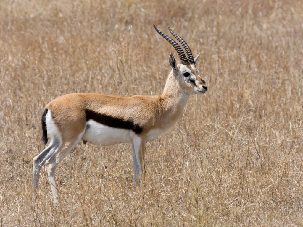 Serengeti Thomson Gazelle1