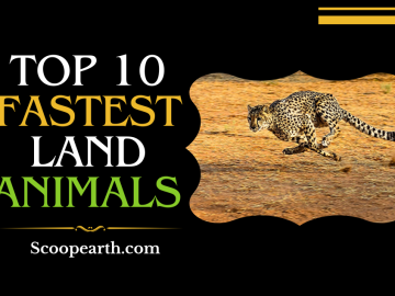 Fastest Land Animals 