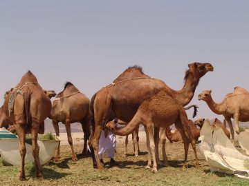 Unveiling the Truth: Does Camel Milk Increase Immunity?