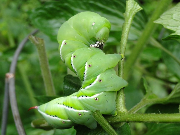 Can BT stop caterpillars from crawling on my plants?