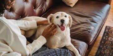 Home Sweet Home - Making Your Space Senior Pet-Friendly