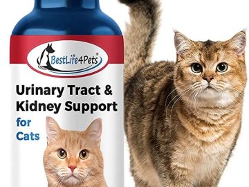 Urinary Tract Infections in Cats: Symptoms, Causes, and Treatments