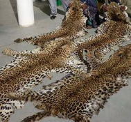 Illegal trade of different parts of wild animals