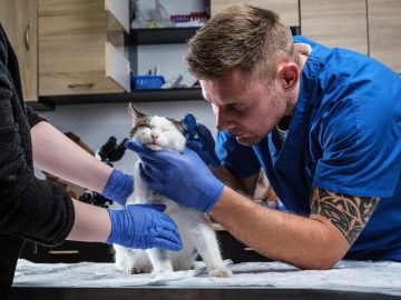Cat Harness For Health Concerns: 4 Reasons Why You Should Go For Vet Approved Harnesses